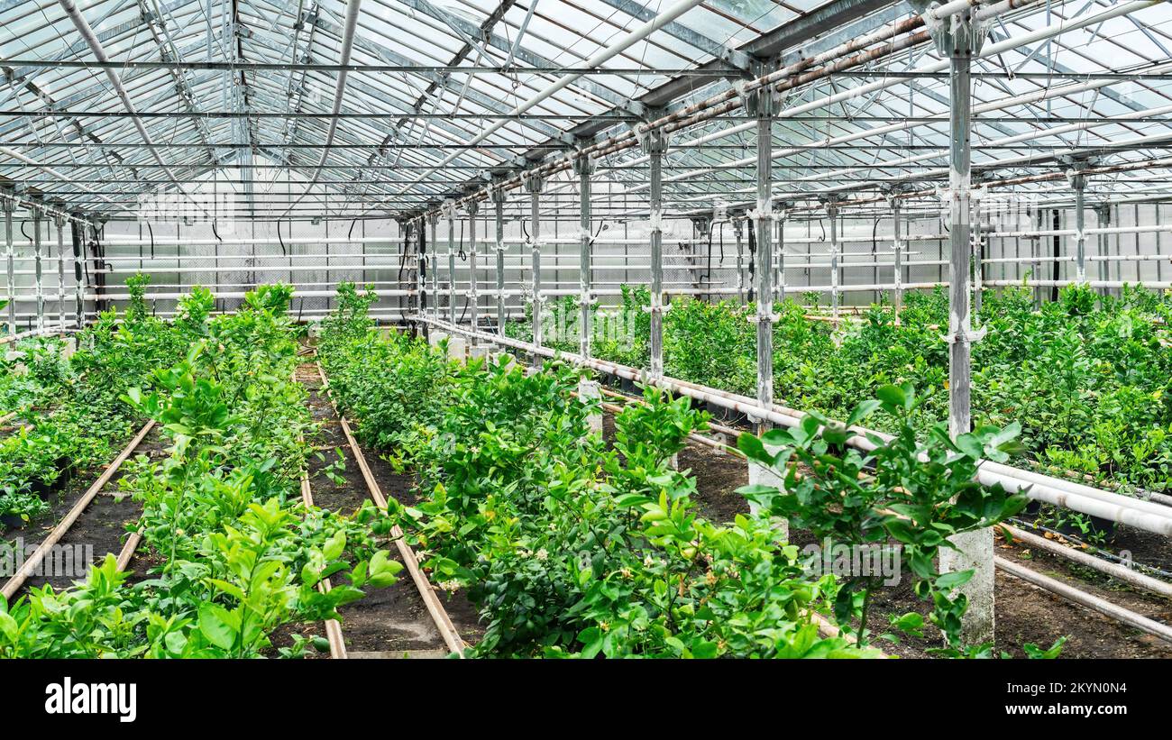 Nursery of citrus trees in containers standing in a greenhouse