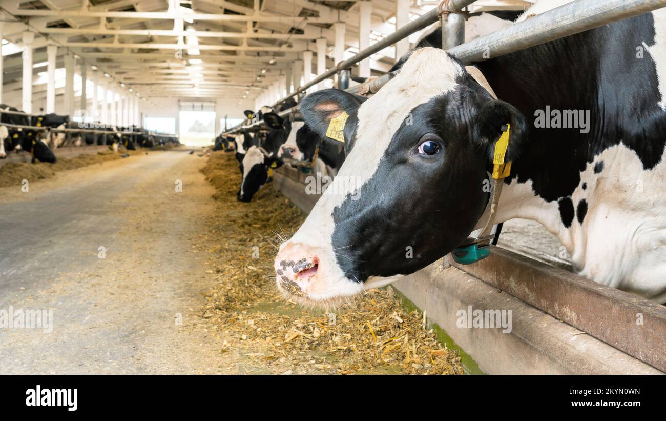 Head of a cow close-up. A cow stands in a barn on a livestock farm. The use of dry feed, silage for feeding livestock. Raising cows on a dairy farm. Stock Photo