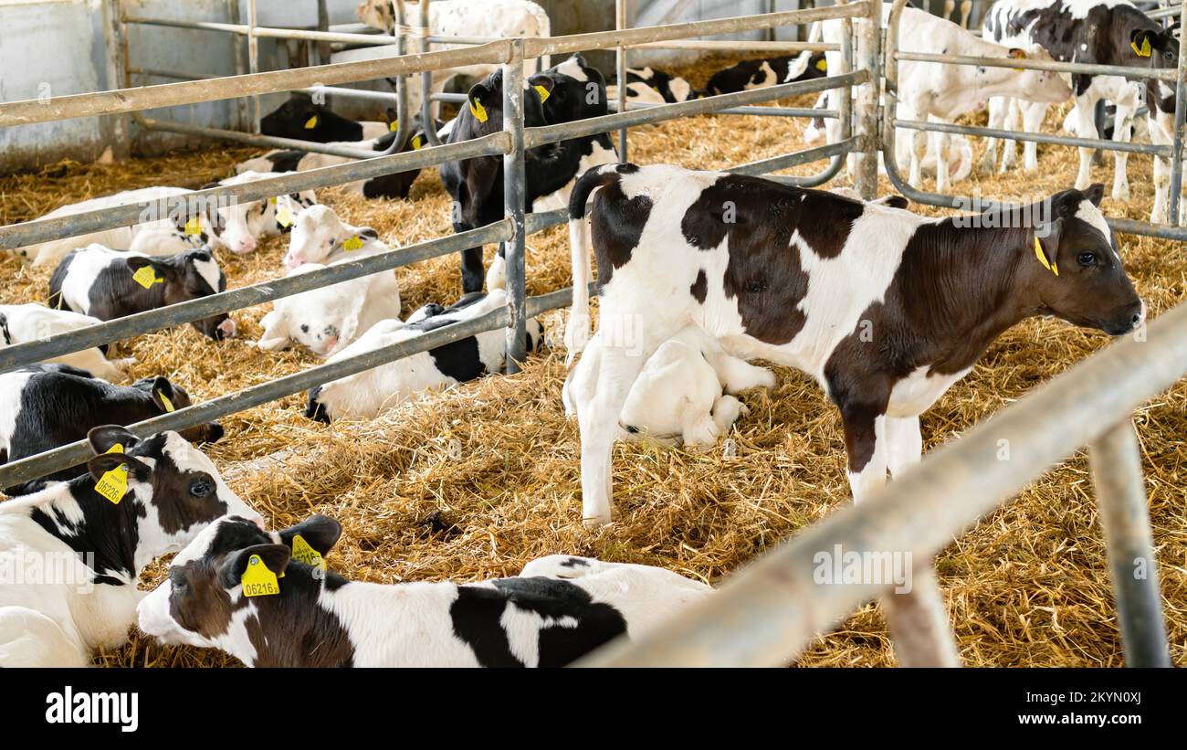 Keeping calves in a barn. Calves rearing on a livestock farm. A Holstein calf stands in a cowshed on a hay. Calves nursery on a diary farm. Stock Photo