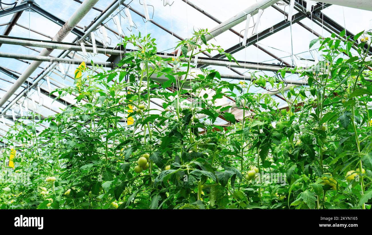 Tomato plants in a greenhouse overlooking a glass roof and blue sky. Yearround cultivation of