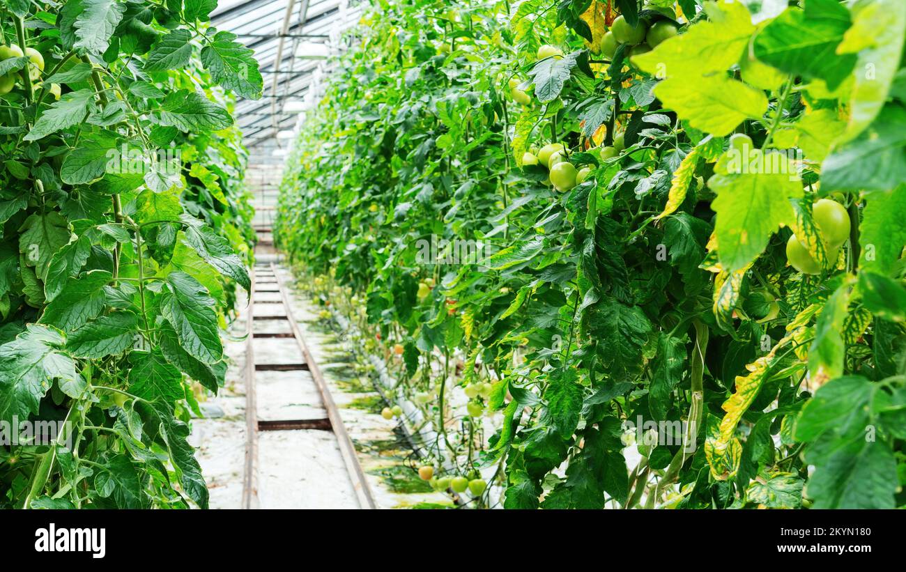 Modern technologies of hydroponics and drip irrigation for growing tomatoes in glasshouse. Rows of fruit-bearing tomato plants in a heated agricultura Stock Photo