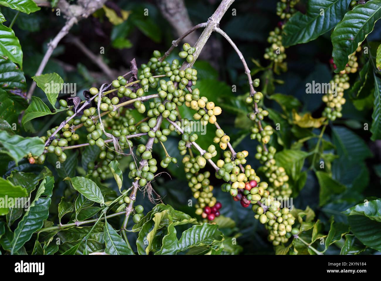 Coffee beans growing in Da Lat Vietnam Stock Photo