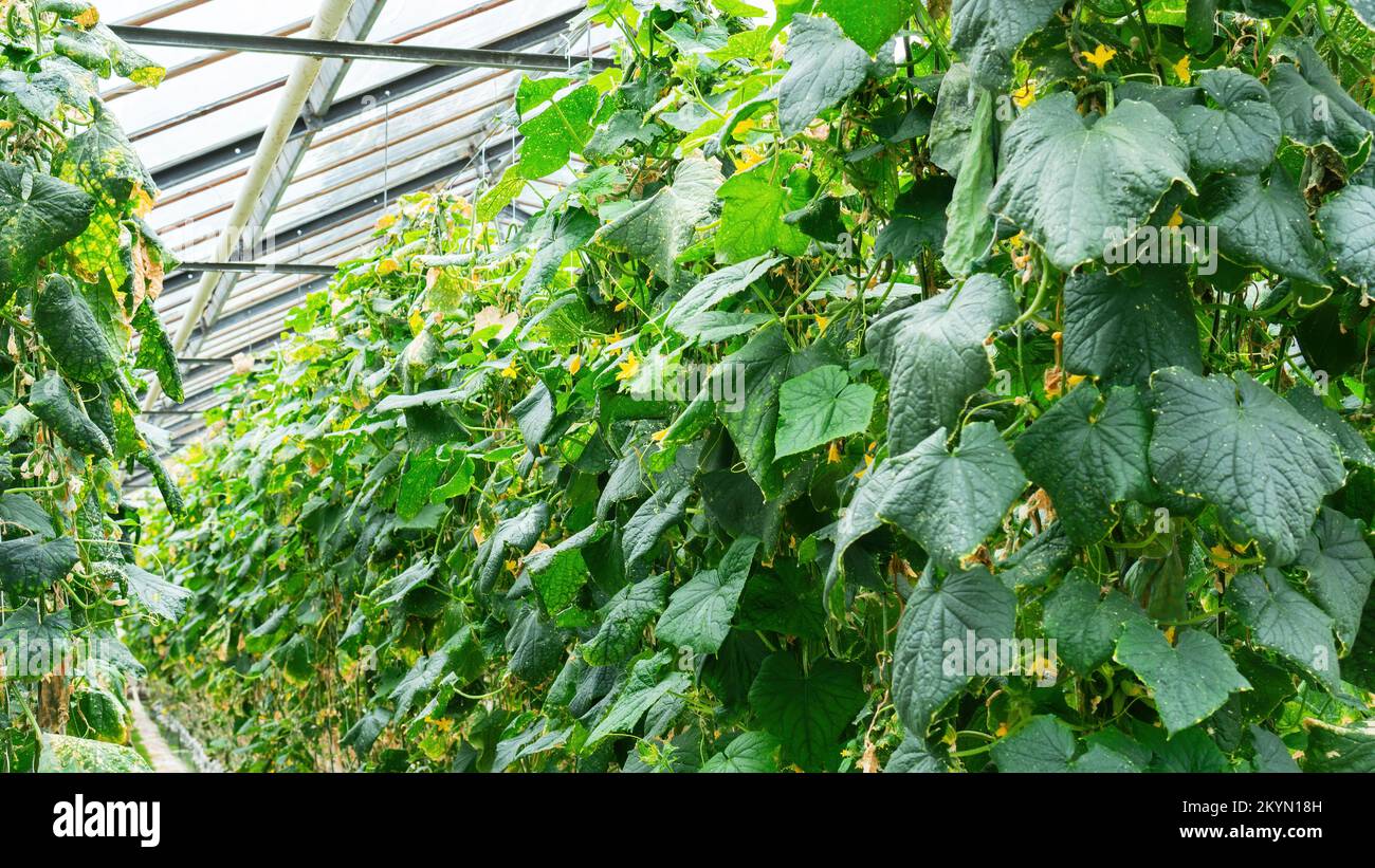 Cucumber plants grow in agricultural greenhouses. Tall cucumber plants