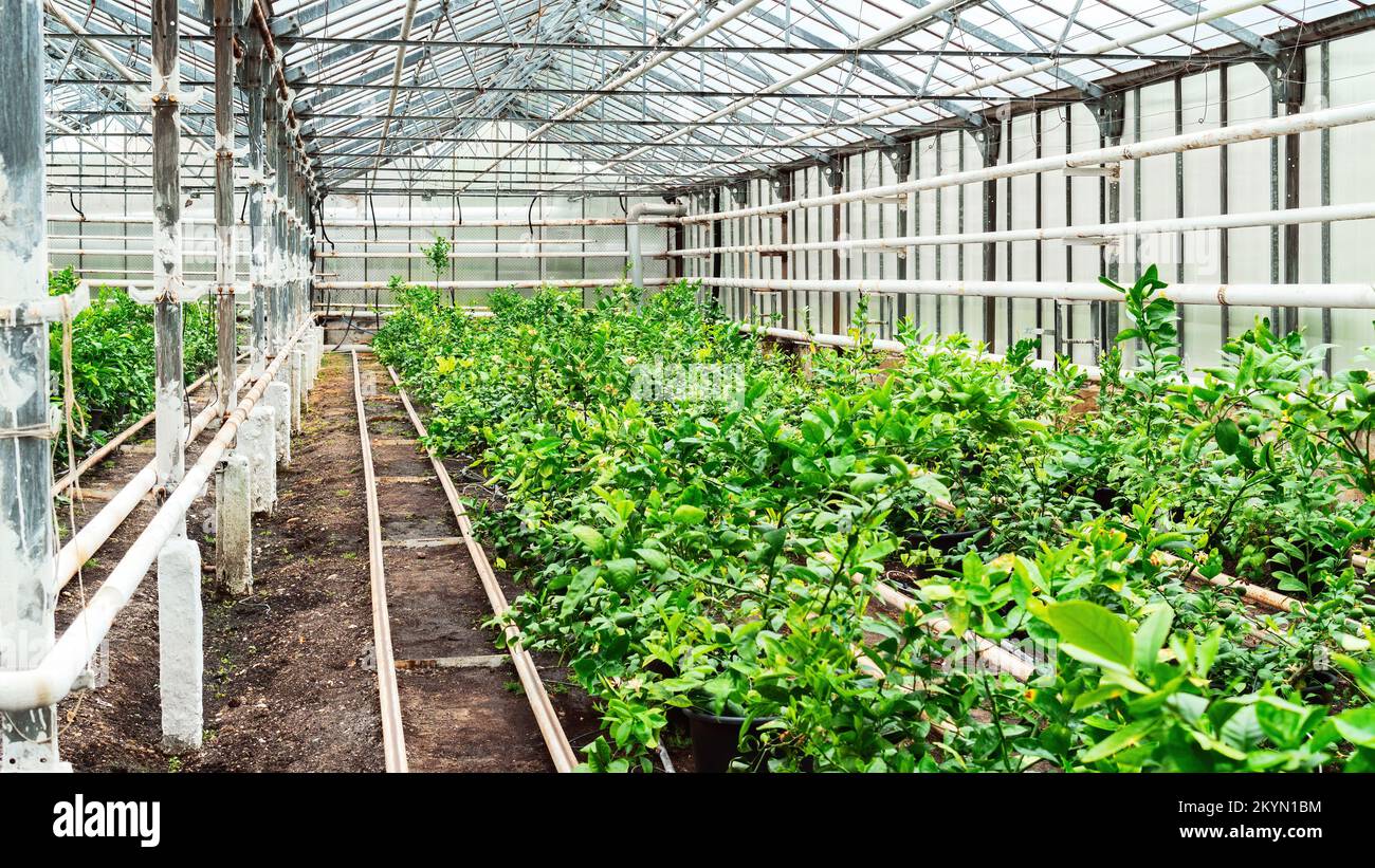 Growing lemons in indoor greenhouses. Lemon trees in containers in a