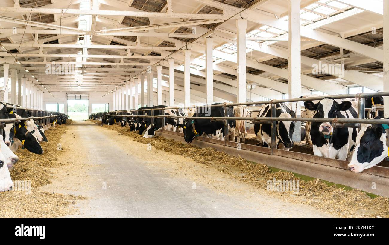 Covered barn with livestock close-up. Holsteig cows eat silage and supplements in a large stall at a livestock farm. Rearing of cows on a diary farm. Stock Photo