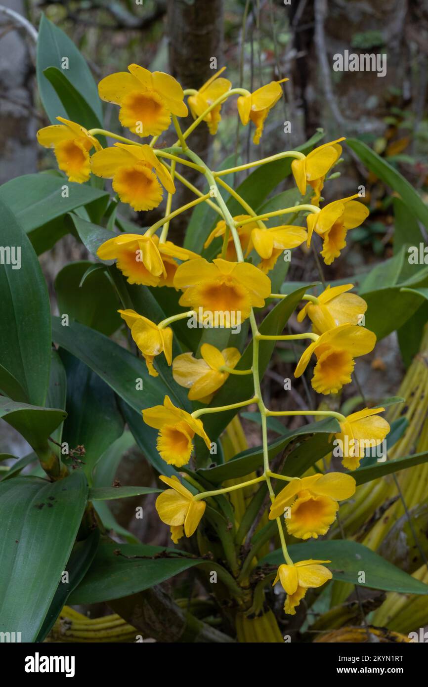 Closeup view of epiphytic tropical orchid species dendrobium chrysotoxum bright yellow and orange flowers isolated outdoors on natural background Stock Photo