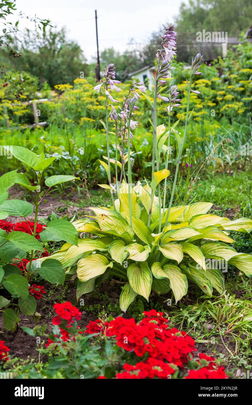 Funkia flower hi-res stock photography and images - Alamy