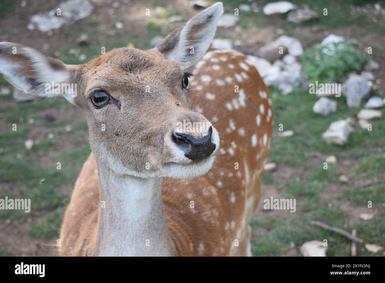 When God created animals he said: