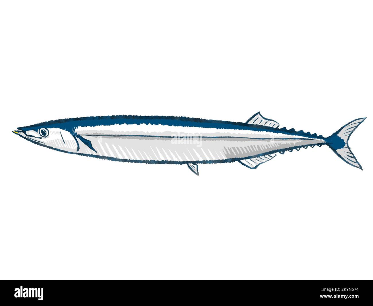 pacific saury, sanma, mackerel pike Stock Photo Alamy