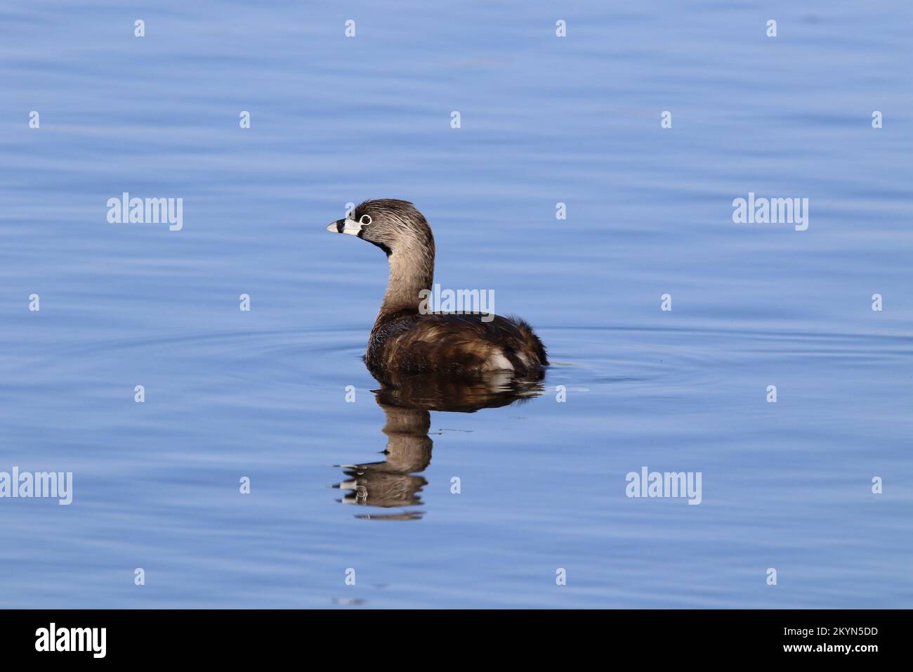 Pied billed grebe on still water Stock Photo