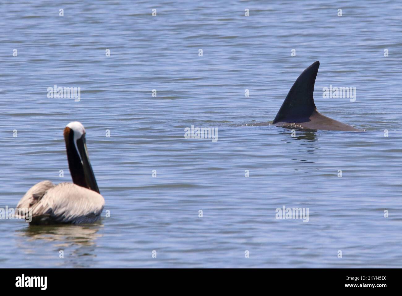 Dolphin teasing a pelican by swimming right up to it Stock Photo