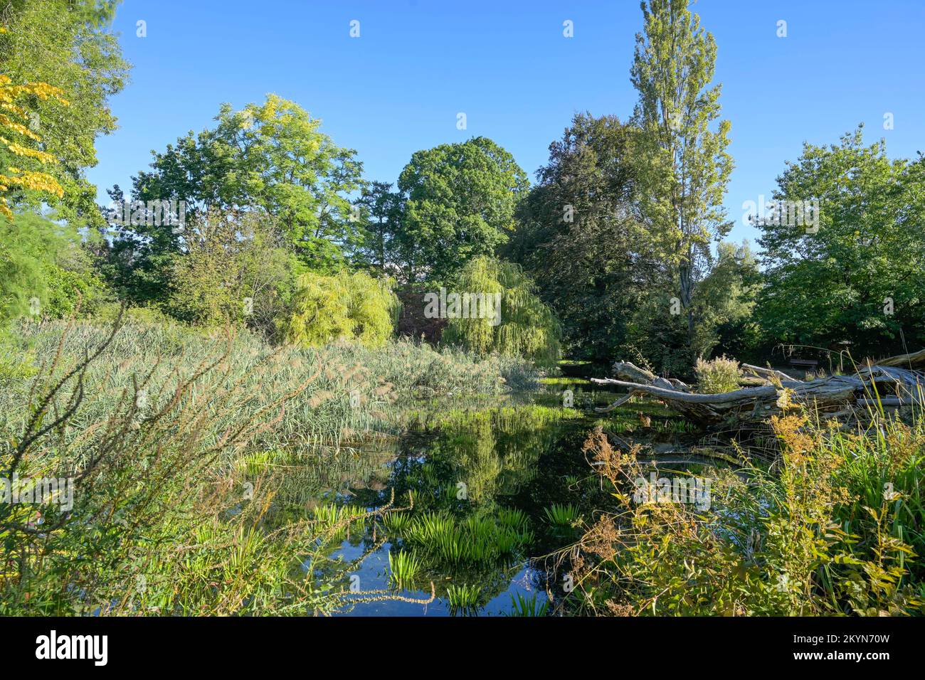 Weiher, Alter Botanischer Garten, Marburg, Hessen, Deutschland Stock
