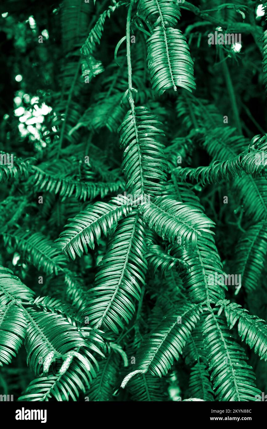 Chinese plum-yew leaves (Cephalotaxus fortunei) on garden Stock Photo