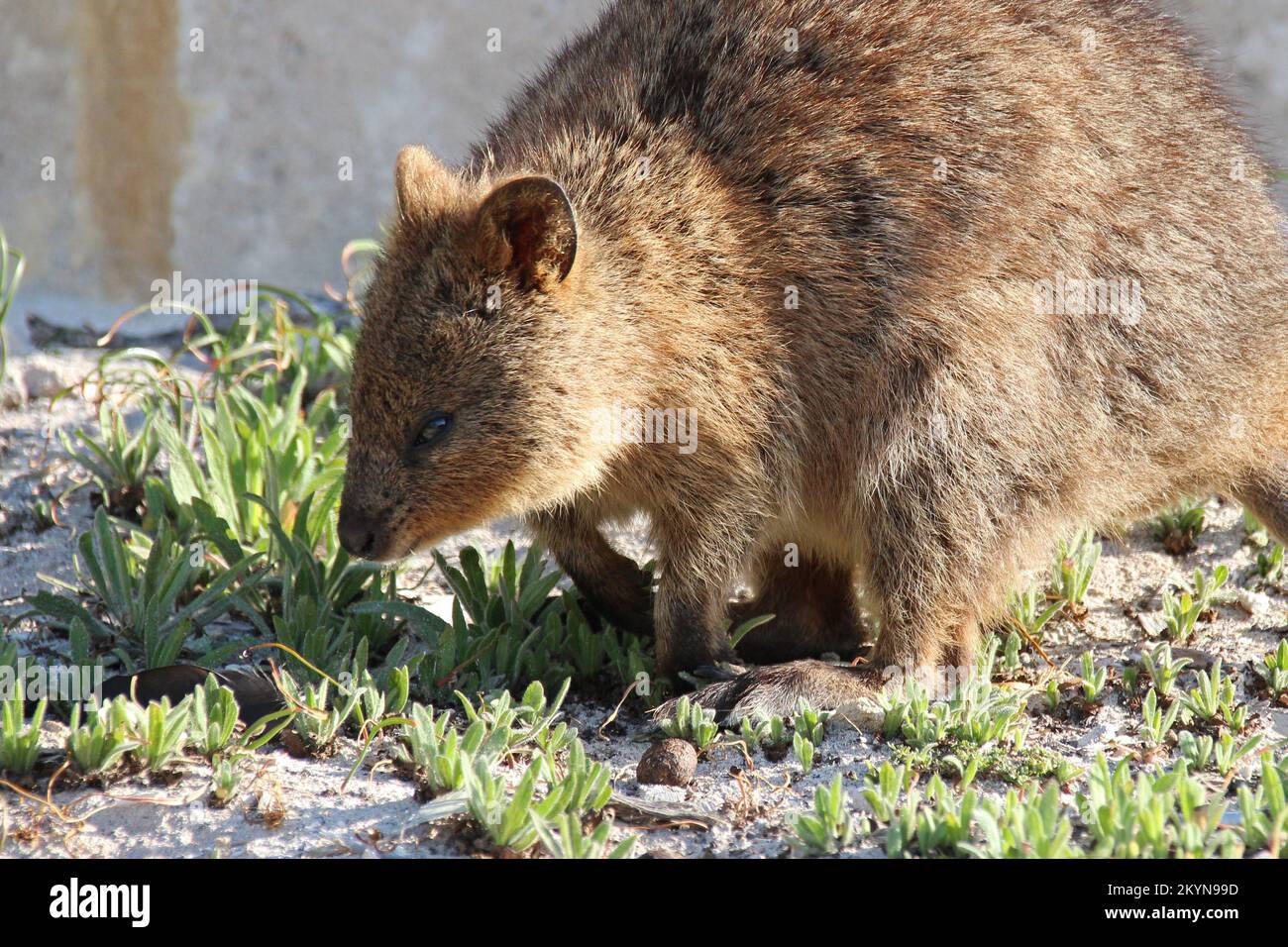 quokka at rottnest island in australia Stock Photo Alamy