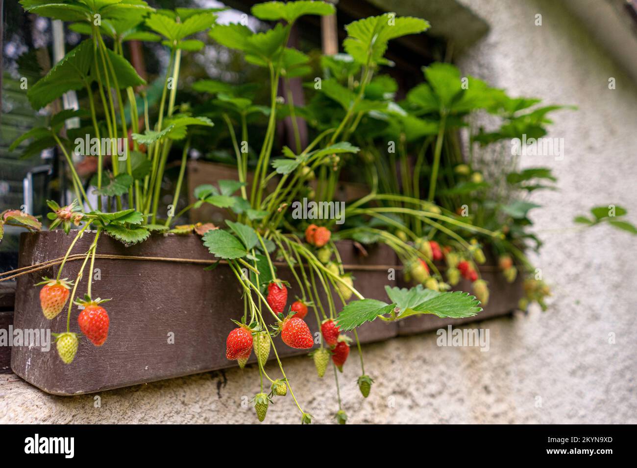 Strawberries are hanging from a pot on a window shelf Stock Photo Alamy