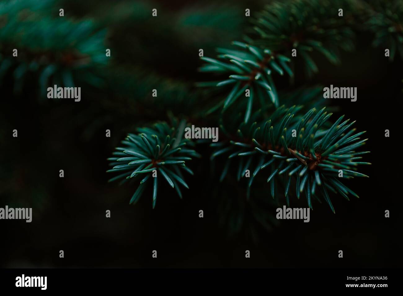 dark moody pine tree background Stock Photo