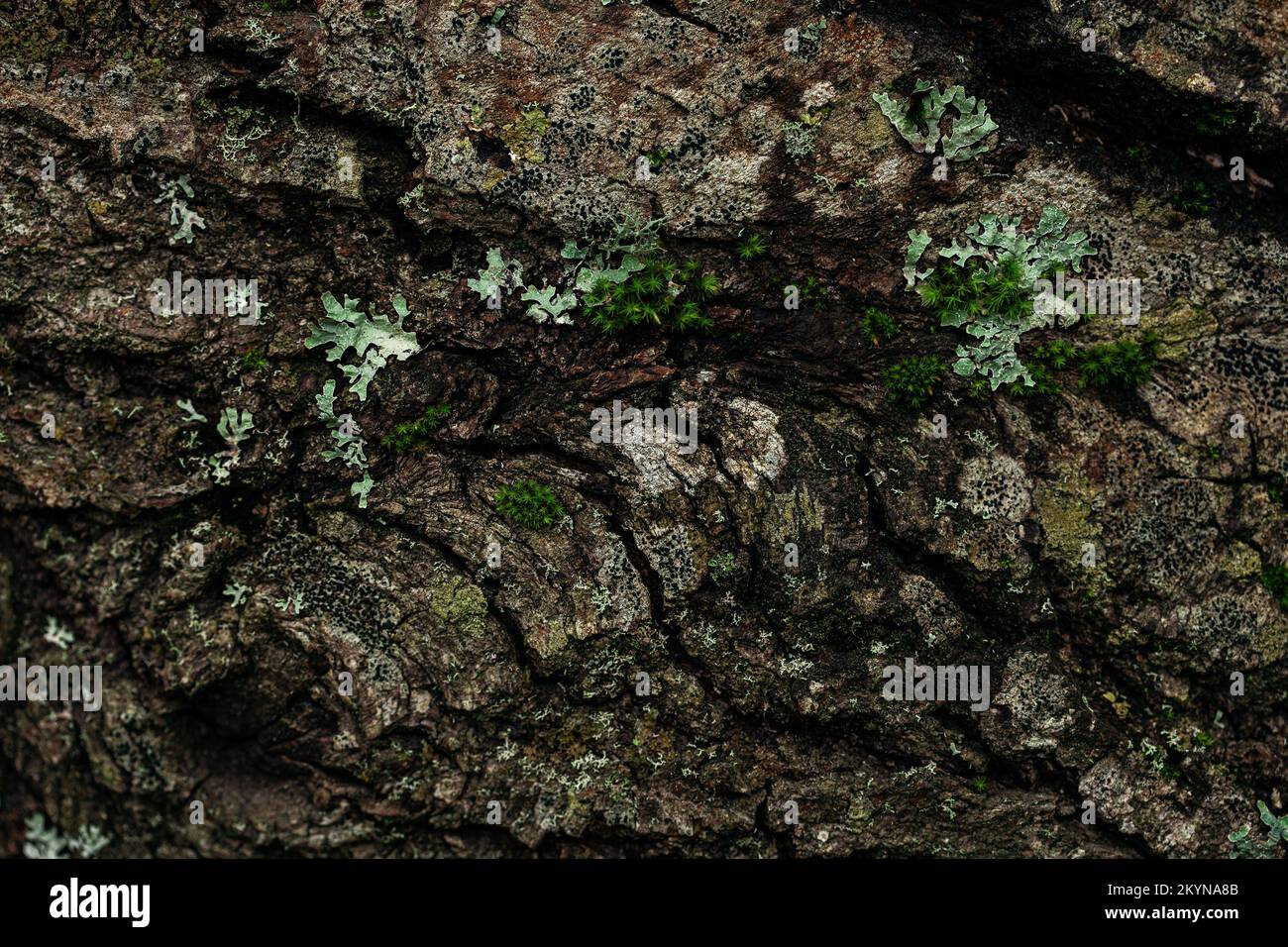 dark moody tree bark background texture with moss Stock Photo