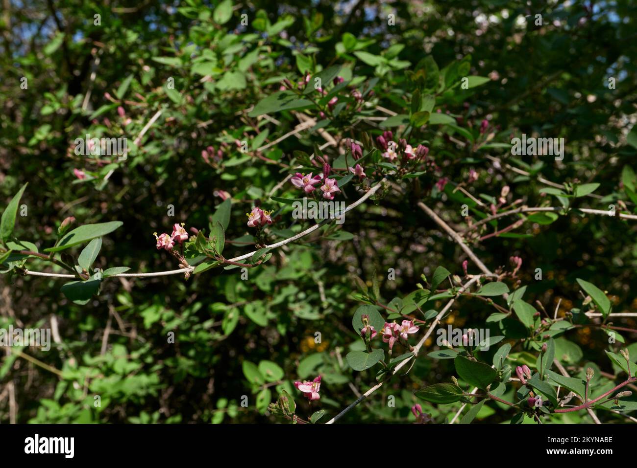 Lonicera tatarica shrub in bloom Stock Photo