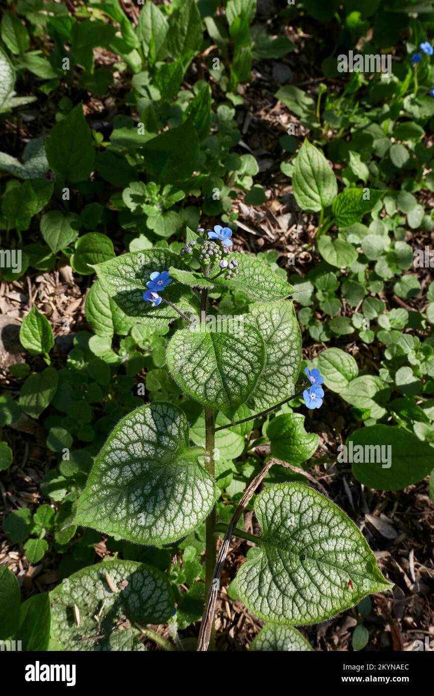 Omphalodes verna blue flowers Stock Photo
