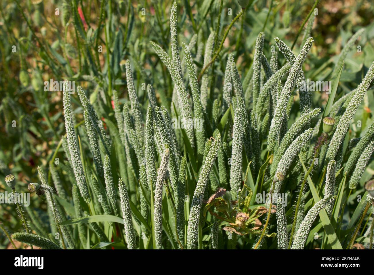 Phleum pratense grass in bloom Stock Photo