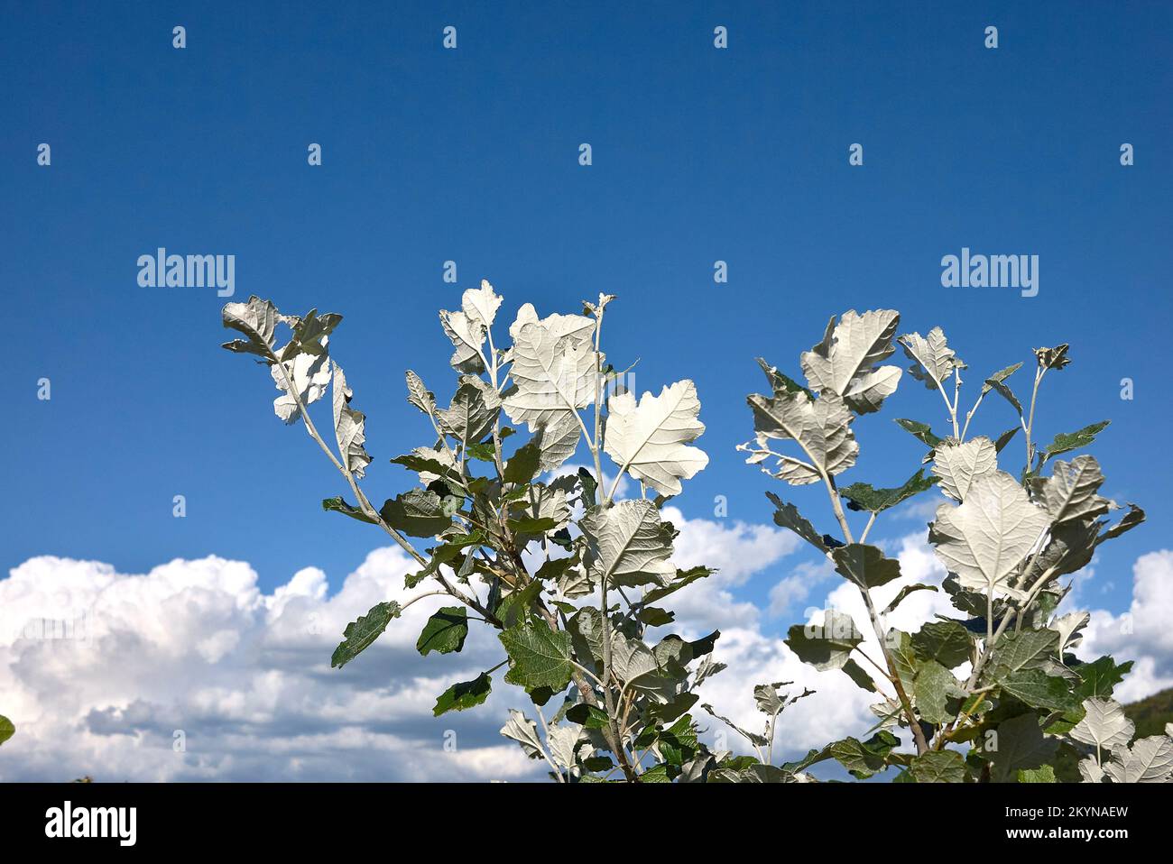 Populus alba silver foliage Stock Photo