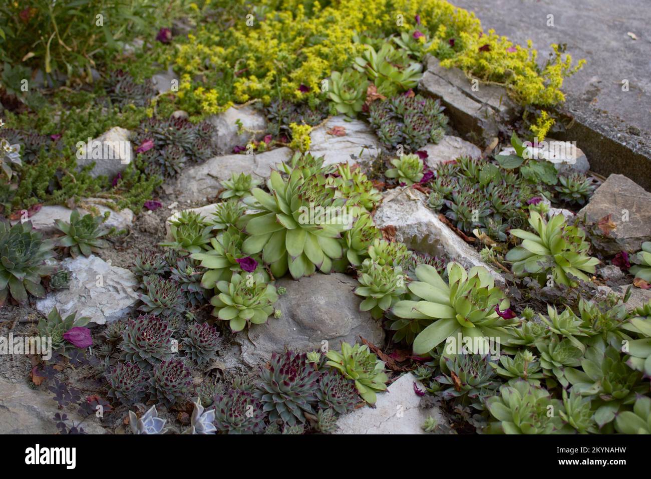 Various succulent plants in a flowerbed Stock Photo