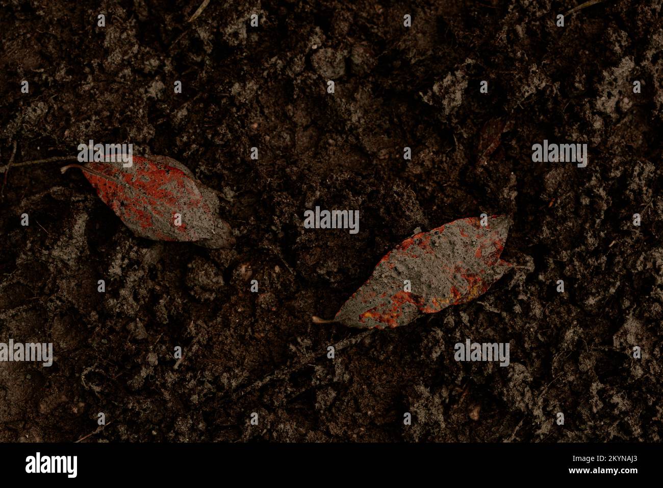 dark muddy road background with tire traces, dirty ground and autumn leaves Stock Photo
