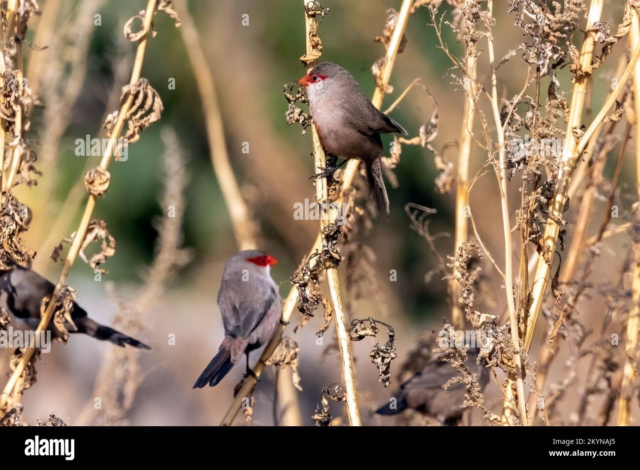 Common Waxbill also known as St Helena waxbill, flocking at the dry riverbed at the Rio Jate, Laheradurra, Andalucia, Spain. 27th November 2022 Stock Photo