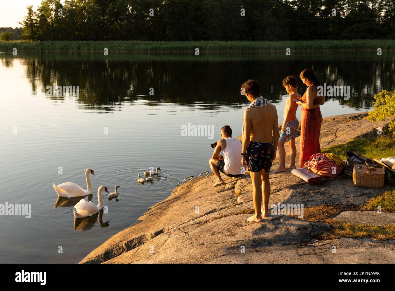 Family looking at swan family swimming in lake during sunset Stock Photo