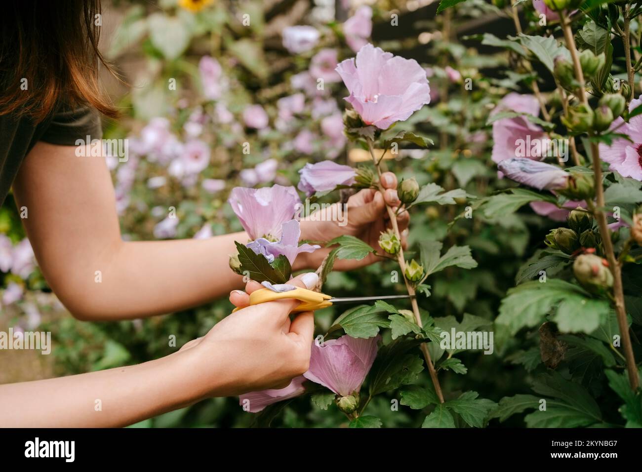 Hands of woman cutting pink flower stem with scissor in garden Stock