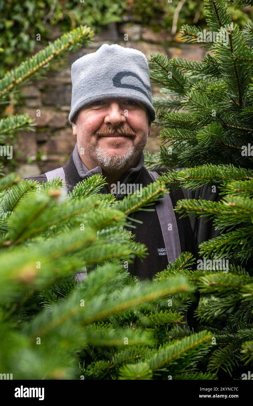 Live xmas tree hires stock photography and images Alamy