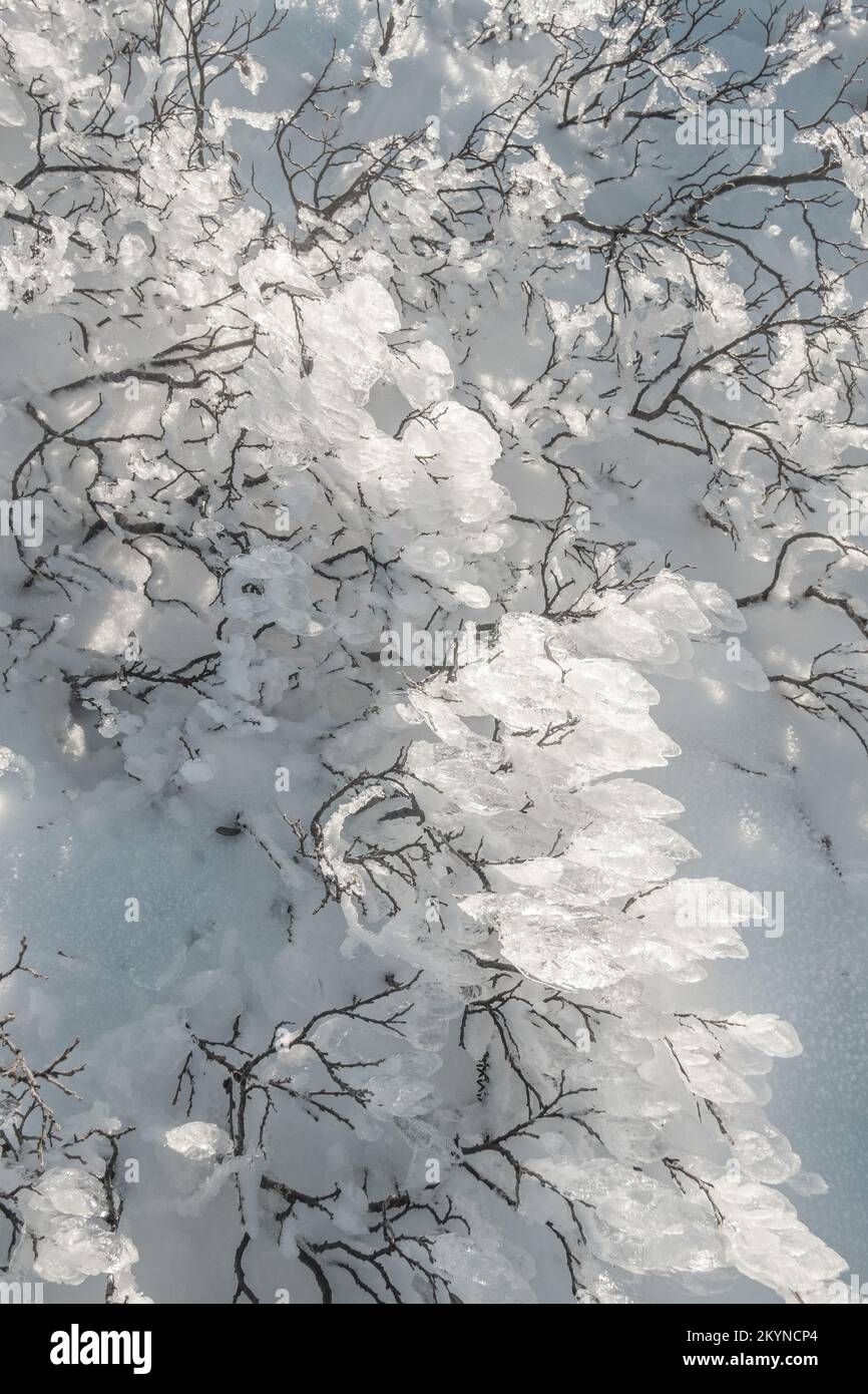 abstract winter iced plants snow background Stock Photo