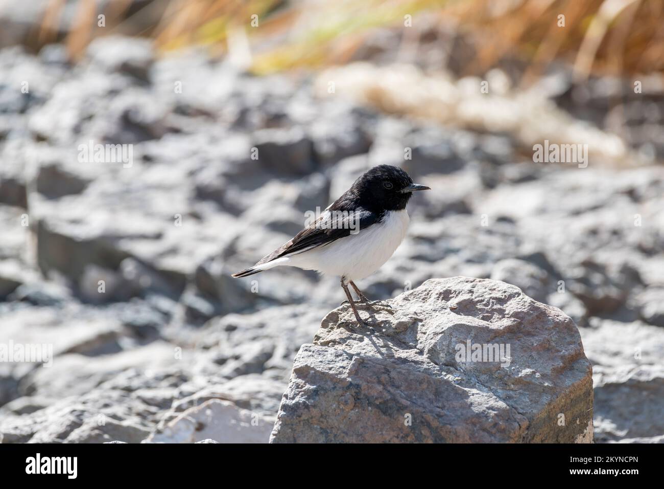 Hume's wheatear bird in the Hajar mountains of the United arab Emirates Stock Photo