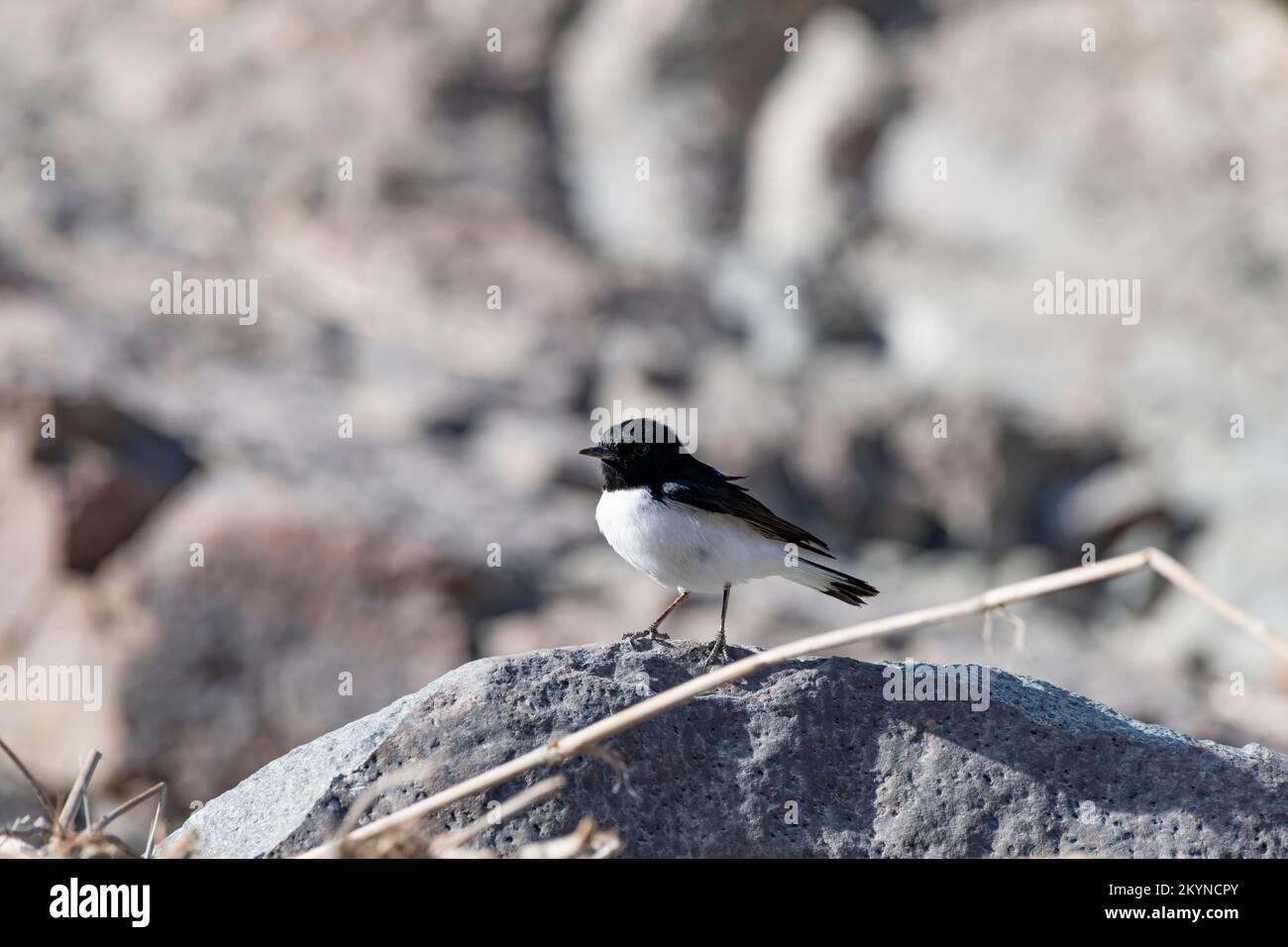 Hume's wheatear bird in the Hajar mountains of the United arab Emirates Stock Photo