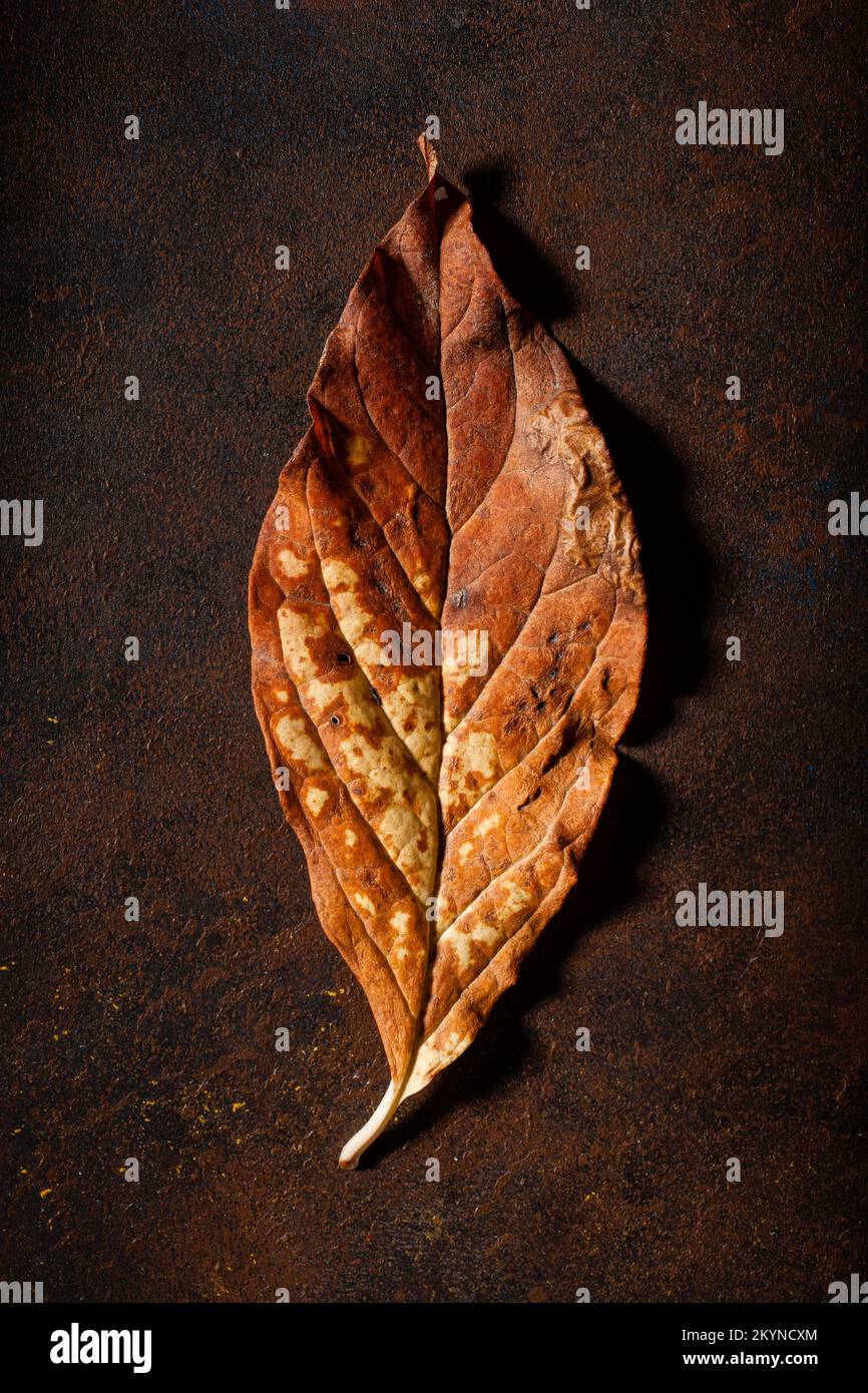 dark moody faded brown autumn leaf background, fall decay Stock Photo