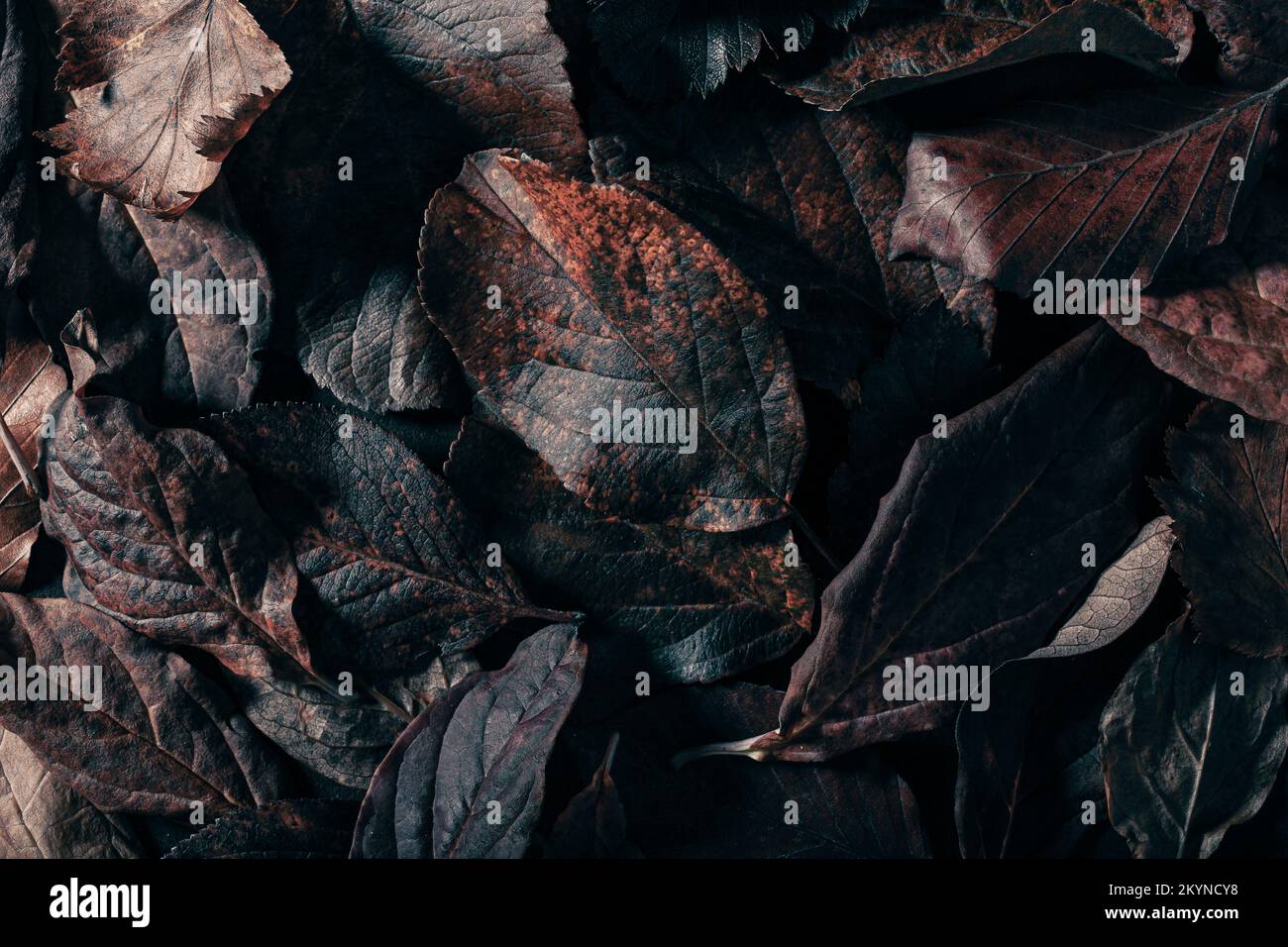 dark moody faded brown autumn leaf background, fall decay Stock Photo