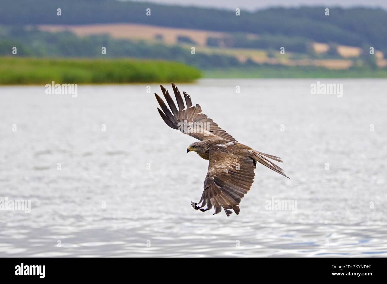 Black kite (Milvus migrans) in flight soaring over lake, Mecklenburg-Vorpommern, Germany Stock Photo