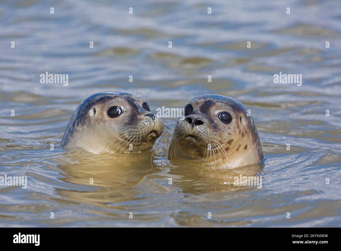 Two young common seals / harbour seals (Phoca vitulina) close-up of juveniles swimming in the North Sea Stock Photo