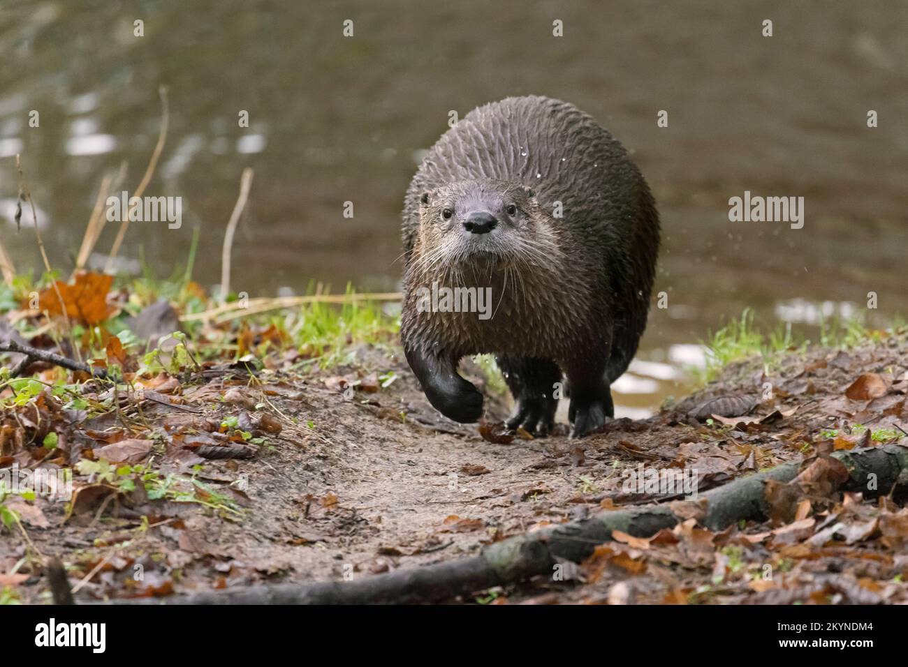 Eurasian otter / European river otter (Lutra lutra) running along riverbank / river bank Stock Photo