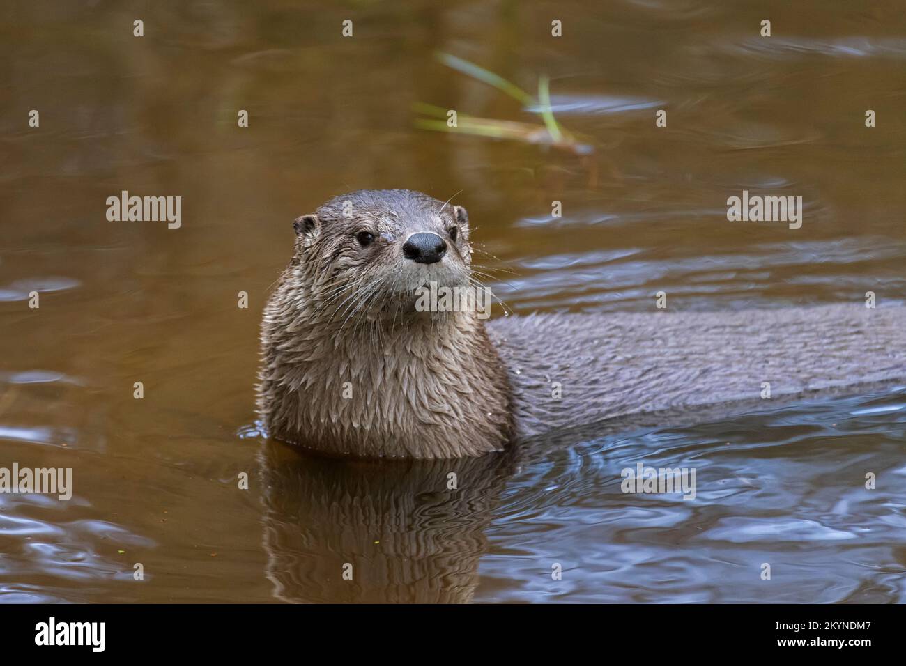 Eurasian otter / European river otter (Lutra lutra) close-up portrait in water of pond Stock Photo
