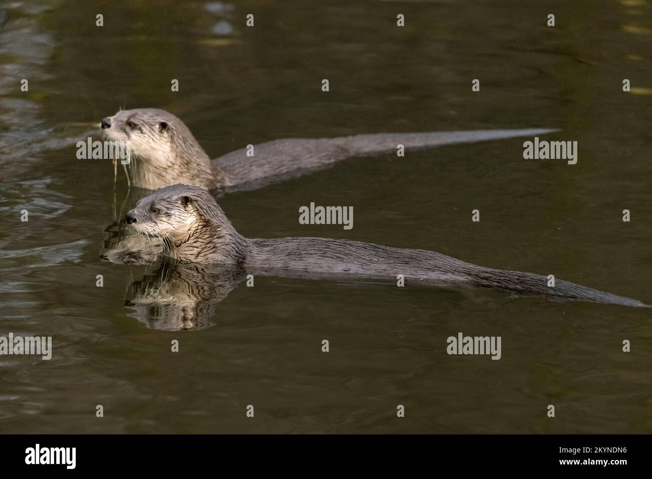 Eurasian otter / two European river otters (Lutra lutra) pair swimming in pond in the rain Stock Photo