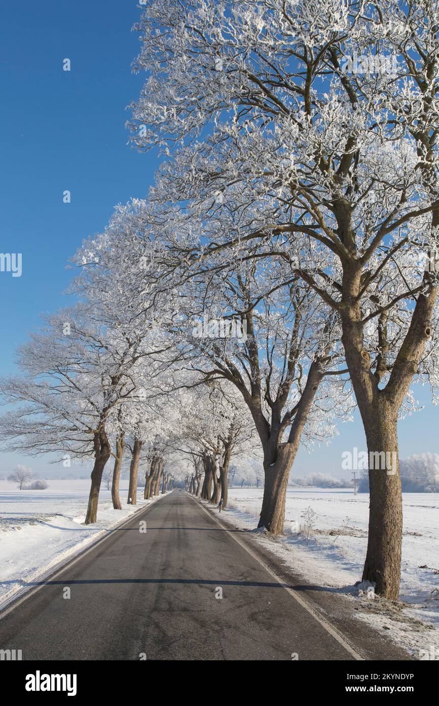 Small-leaved lime / little-leaf linden (Tilia cordata) trees bordering country road on snow covered countryside in winter, Schleswig-Holstein, Germany Stock Photo
