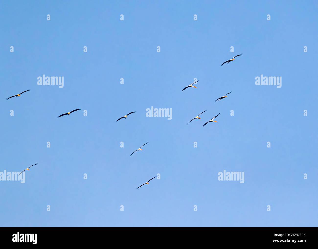 A Group of Painted Stork in blue sky Stock Photo