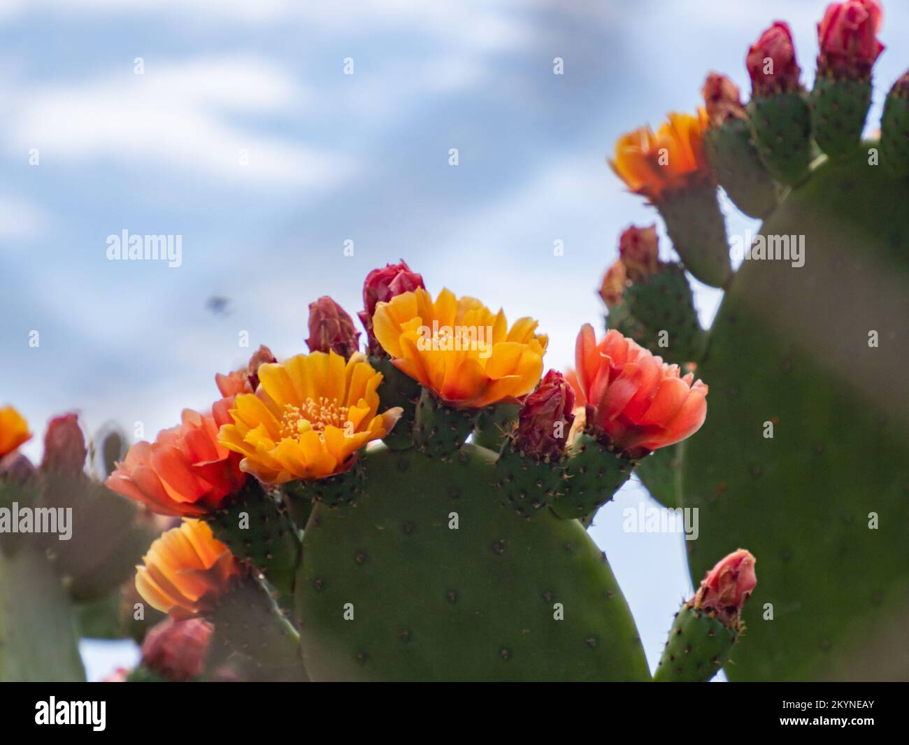 Fruits and flowers of fig opuntia (prickly pear, ficus-indica, indian fig) is a species of cactus  grown primarily as a fruit crop, and also for the v Stock Photo