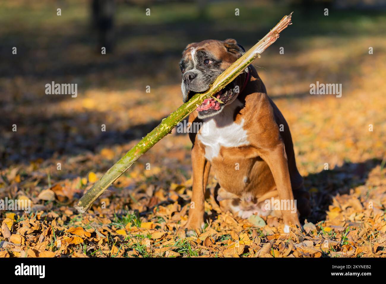 Close-up portrait of a dog, boxer breed, with a stick in his teeth. Stock Photo