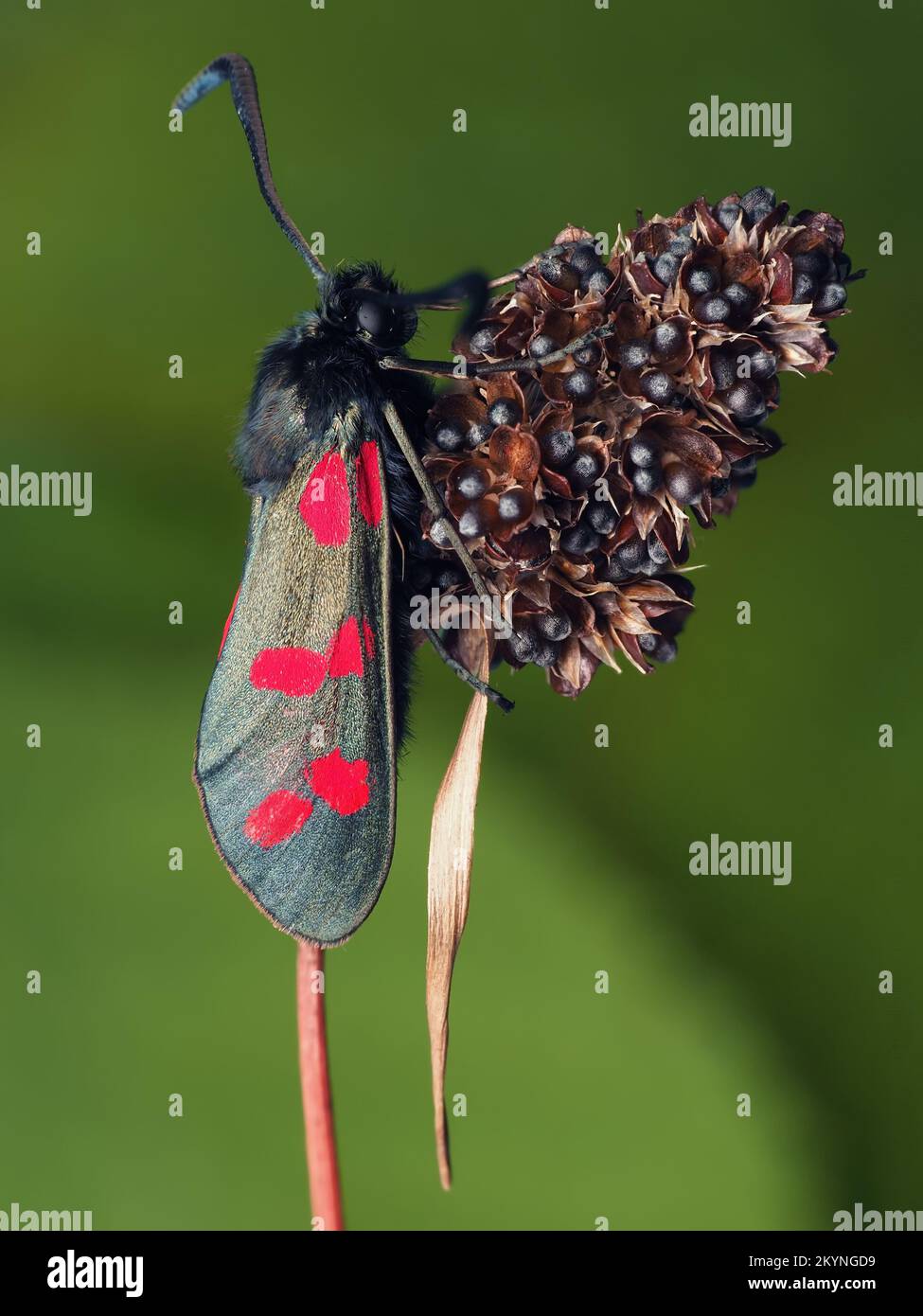 Six-spot Burnet moth (Zygaena filipendulae) perched on plant. Tipperary, Ireland Stock Photo
