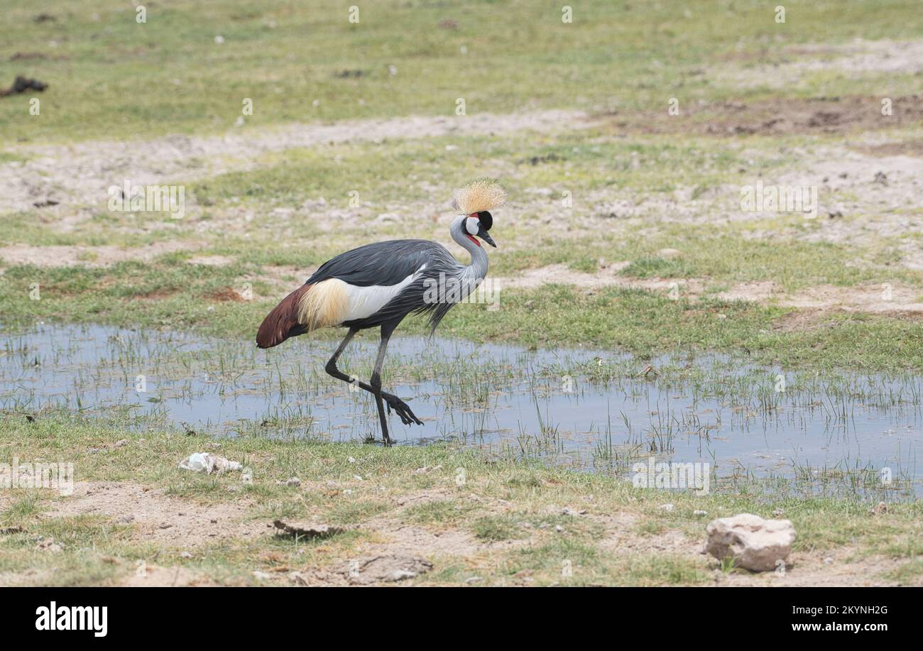 Grey crowned crane (Balearica regulorum), also known as the southern crowned crane Stock Photo