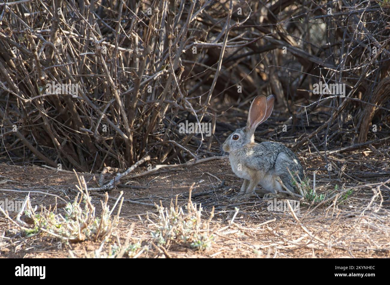 Cape or African hare (Lepus capensis) Stock Photo
