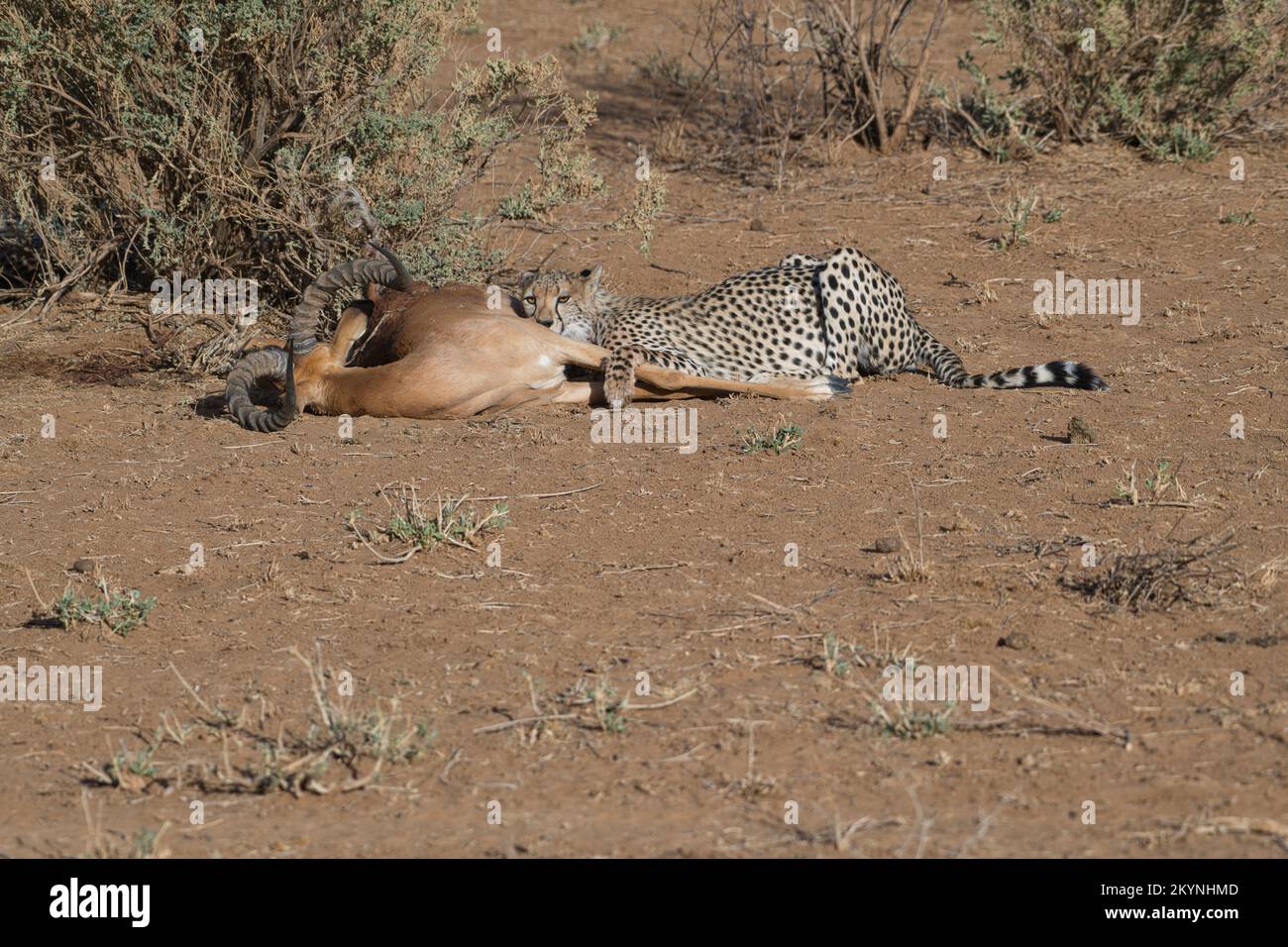 Cheetah (Acinonyx jubatus) feeding at a kill of a male impala Stock Photo