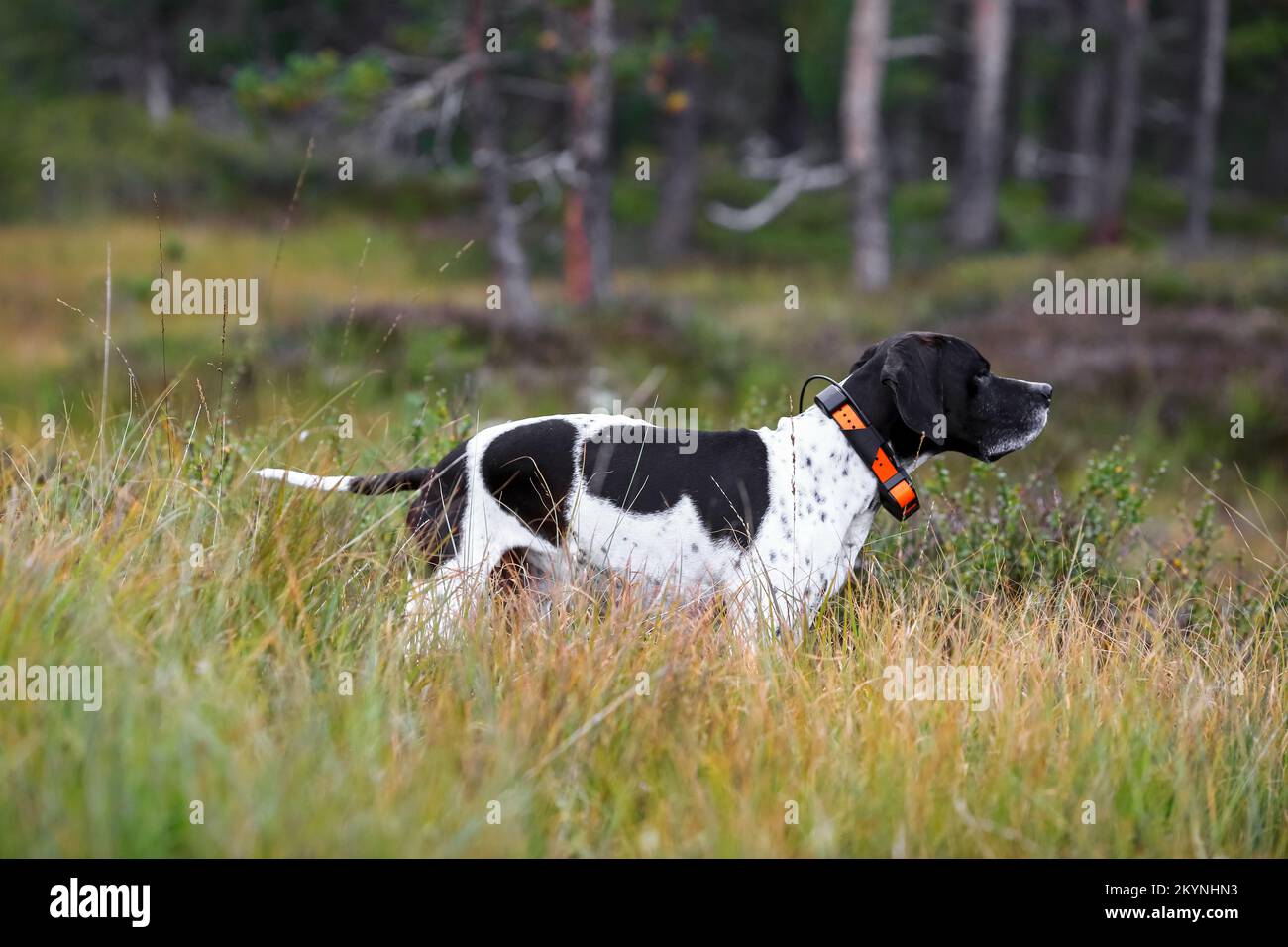 Dog english pointer hunting in the wild forest in the autumn Stock